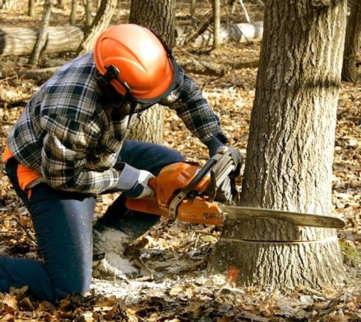 Tree Removal in Norway, SC